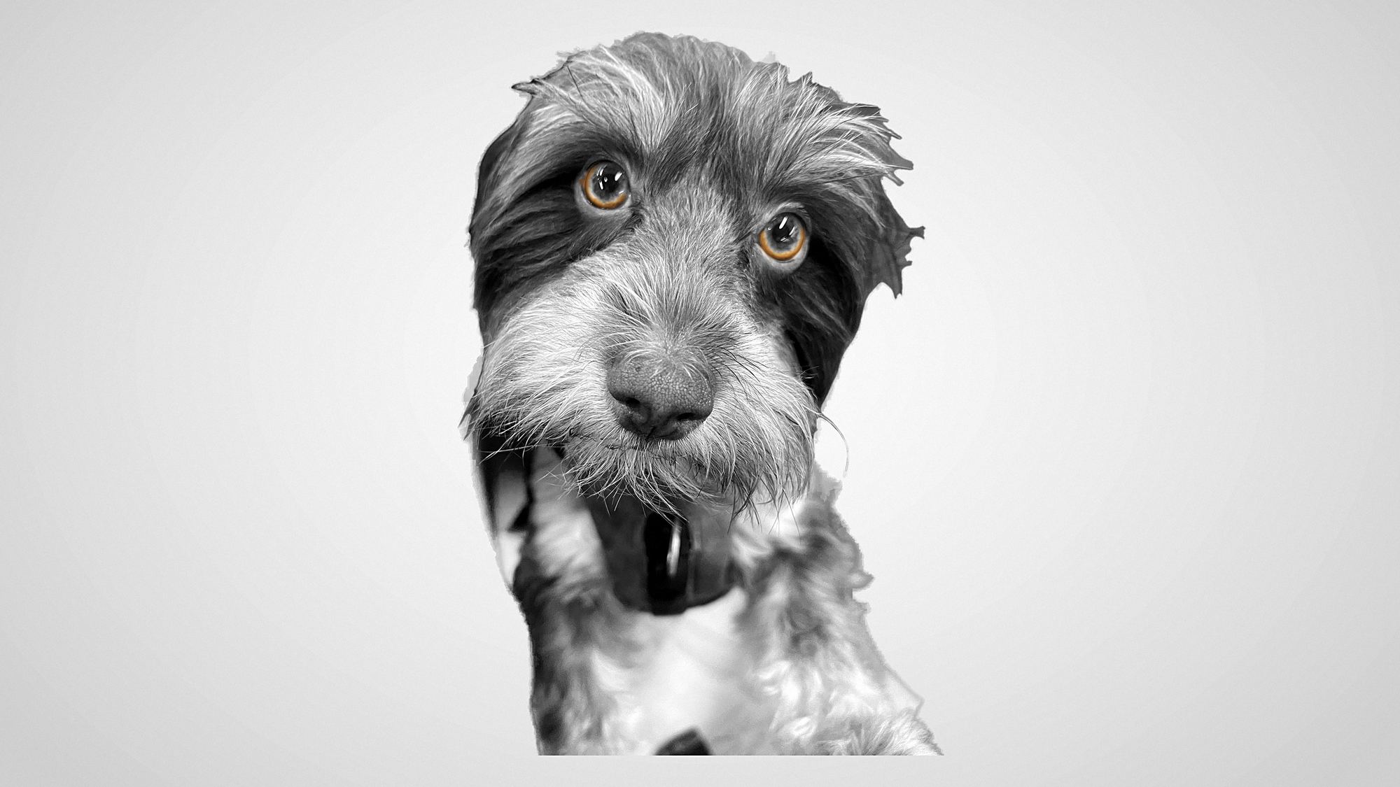 Max, a Havanese, looking straight into the camera. Black and white except for his amber eyes.
